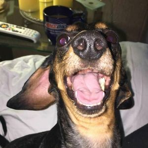 Meet your Posher, Pamela